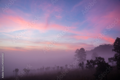 Fototapeta Naklejka Na Ścianę i Meble -  The mist and sky at forest in early moring