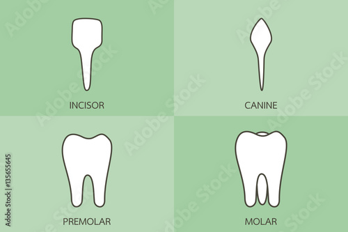 tooth type - incisor, canine, premolar, molar, dental cartoon vector photo