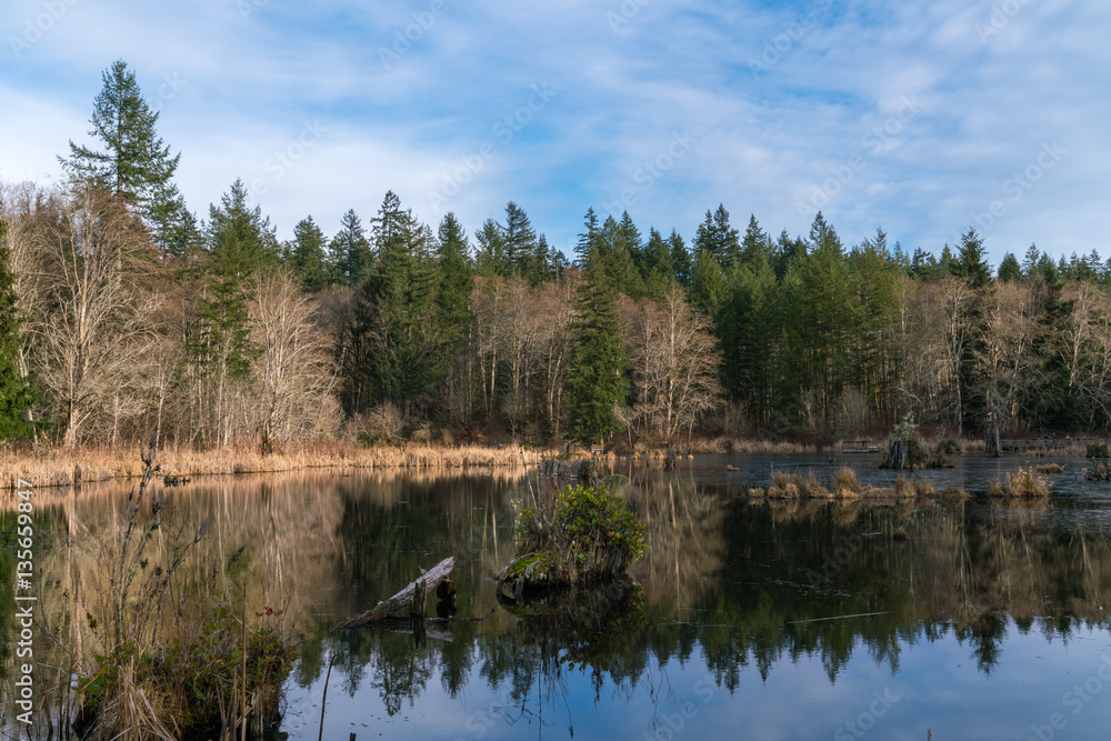 Obraz premium Beaver Pond