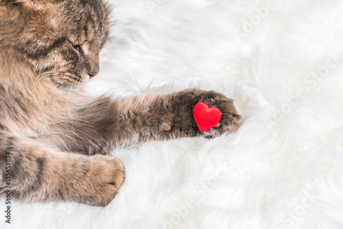 Canvas Print Gray tabby fluffy cat with a red heart on the paw on white fur background
