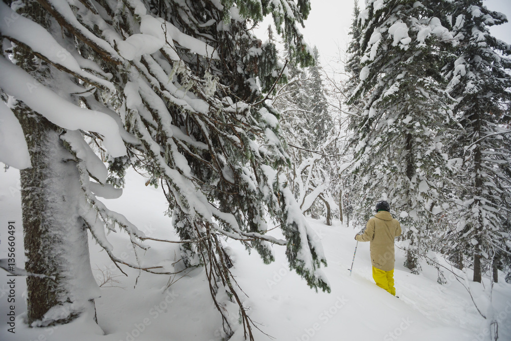 Freeride skier in the forest