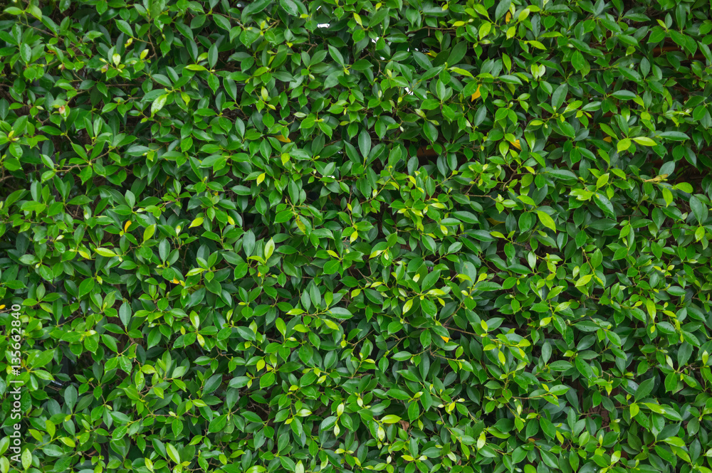 Green leaf Green leaf
