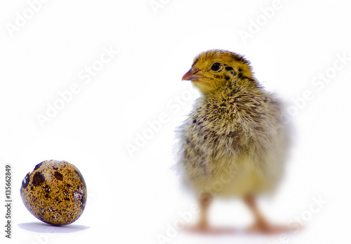 Baby of quail after hatching. Selective focus was applied © sergei_fish13