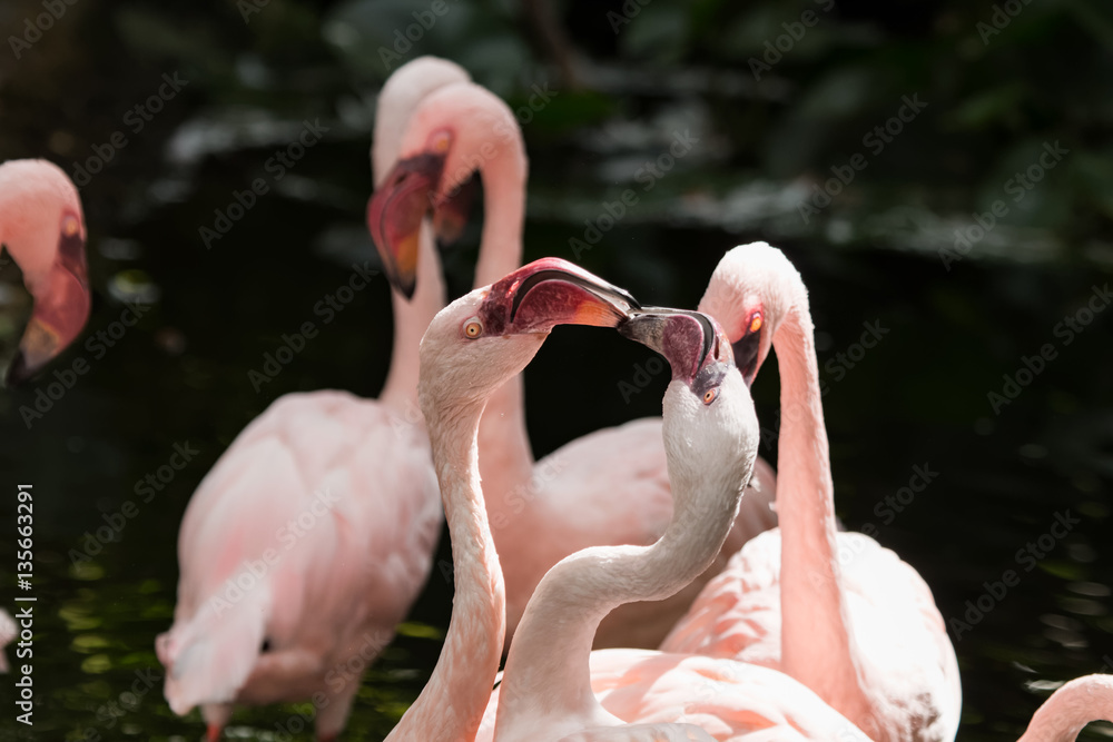 Naklejka premium Flamant nain