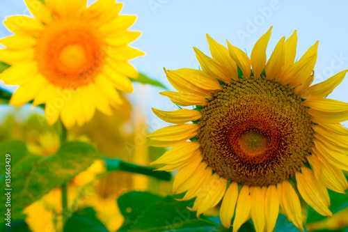Sunflower with bright morning sky Cheerful