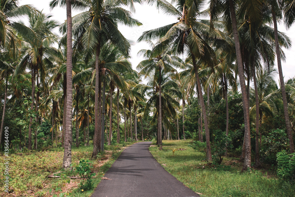 The road through the palms. Indonesia The road through the palms. Indonesia