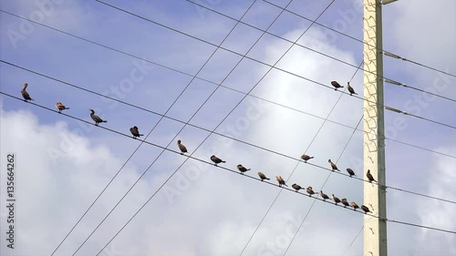 Ocean birds sitting along electric power lines in  the Florida Keys