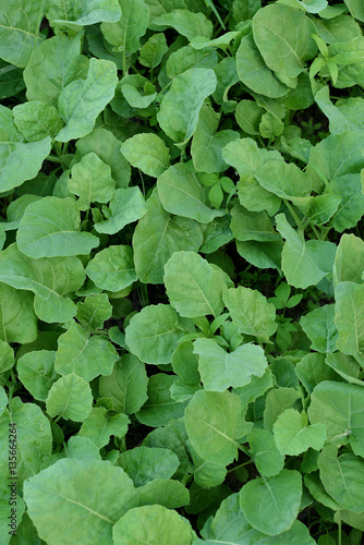 Wallpaper Mural Chinese kale in vegetable garden Torontodigital.ca