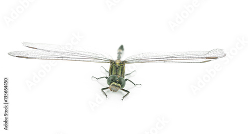Dragonfly isolated on white © supia