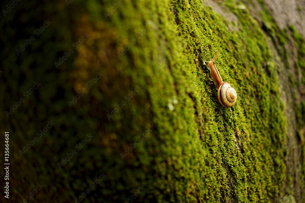 snail on the mossy tree