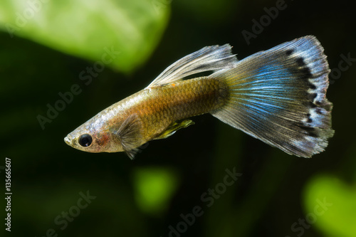 Poecilia reticulata, guppy.