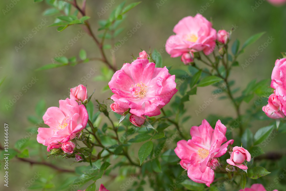 fresh fragrant bloom pink roses