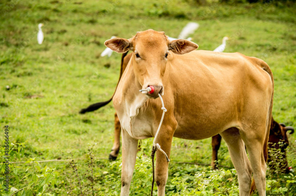 brown bull on the grass