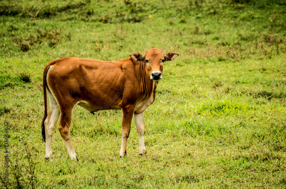 brown bull on the grass brown bull on the grass