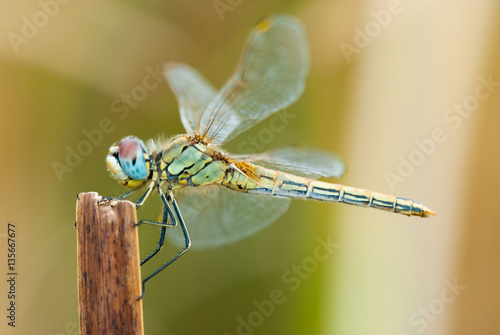 red-veined darter or nomad (Sympetrum fonscolombii), female, dragonfly