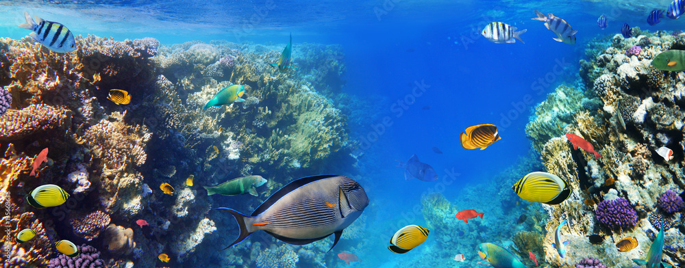 Fototapeta premium Kolorowe ryby rafy koralowej Morza Czerwonego.