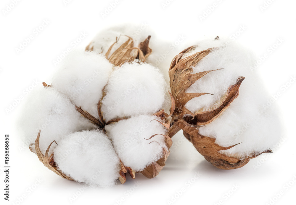 Photography Poster Fluffy cotton ball of cotton plant on a white background