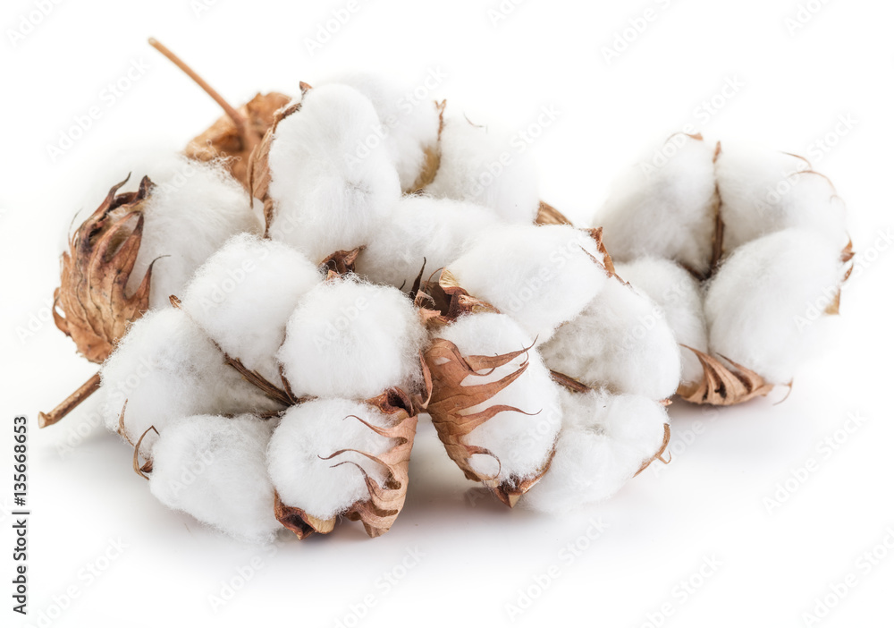 Fluffy cotton ball of cotton plant on a white background. Fluffy cotton ball of cotton plant on a white background.
