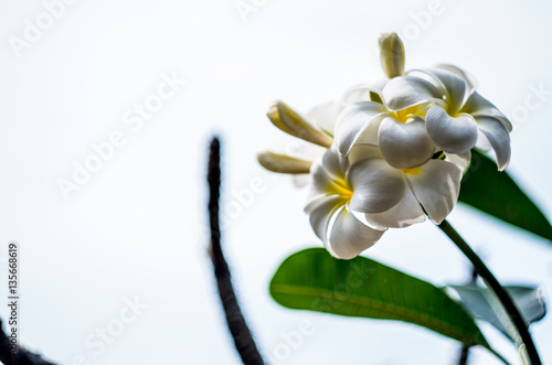 white frangipani flower photo