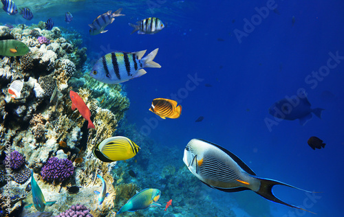 Colorful coral reef fishes of the Red Sea.