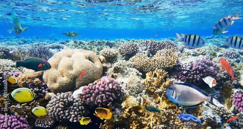 Fototapeta Naklejka Na Ścianę i Meble -  Colorful coral reef fishes of the Red Sea.