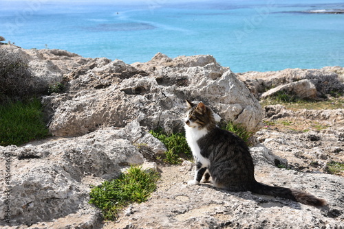 cat with seaview in Cyprus 