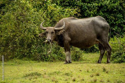 black bull on the grass