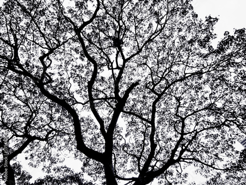 Wallpaper Mural Black and white tree in night time Torontodigital.ca