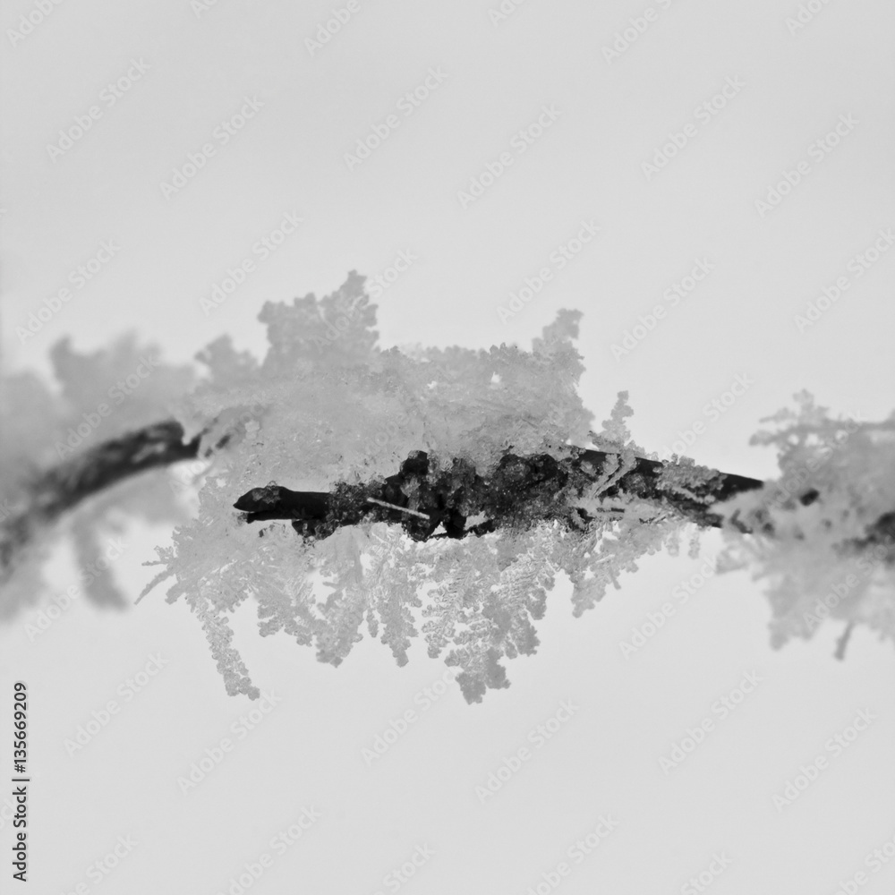 Branch full of hoarfrost with natural background
