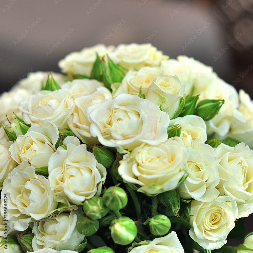 Beautiful white rose background Beautiful white rose background