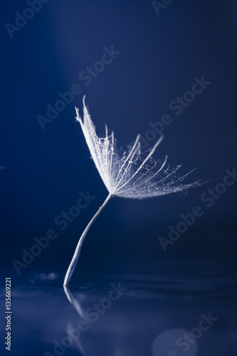 Macro, abstract composition with colorful water drops on dandelion seeds