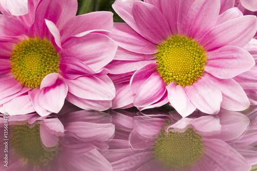 Chrysanthemum flowers with details 