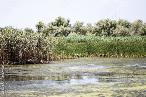 Danube Delta landscape - Romania