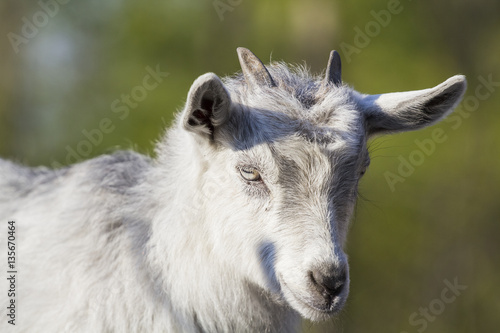 Baby goat portrait with green background