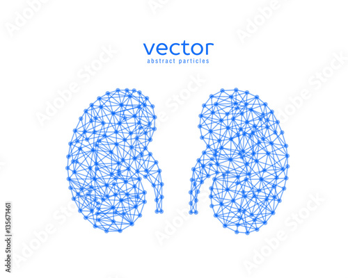 Abstract vector illustration of human kidneys.