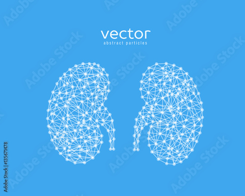 Abstract vector illustration of human kidneys.