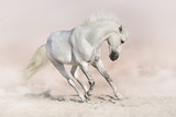 White stallion in light background