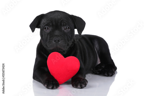 Little black puppy with a heart pillow