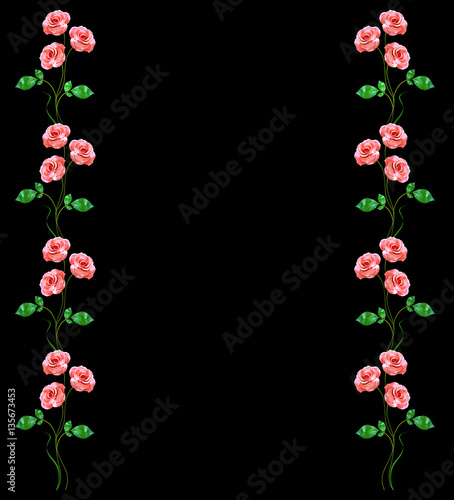 flower buds of roses isolated on black background