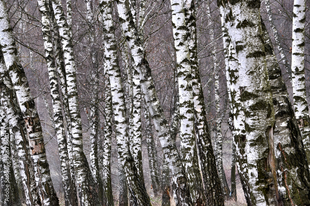 background stems from a large number of white birch