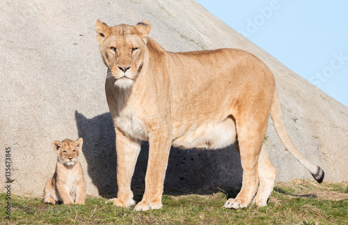 Lioness and cubs, exploring their surroundings