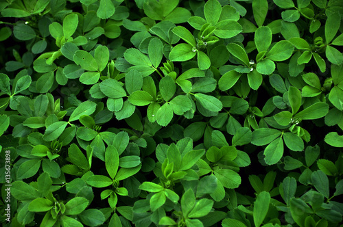 Green background and texture of shamrock alfalfa crop