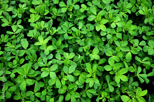Foto Green background and texture of shamrock alfalfa crop