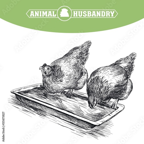 chicken breeding. animal husbandry. livestock