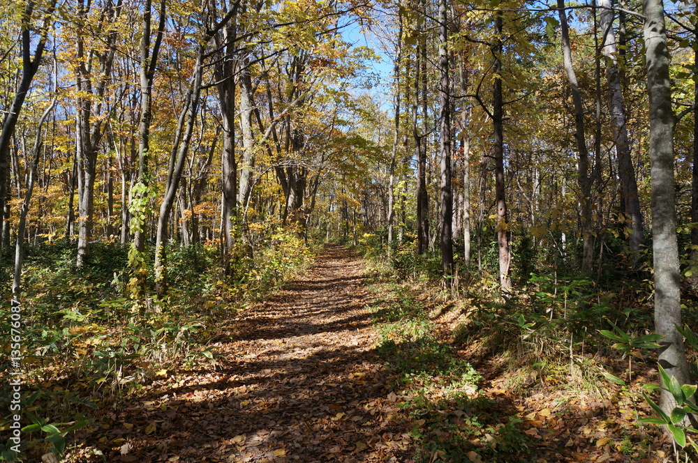 Obraz premium 秋の山道