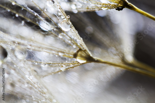 Macro, abstract composition with colorful water drops on dandelion seeds 