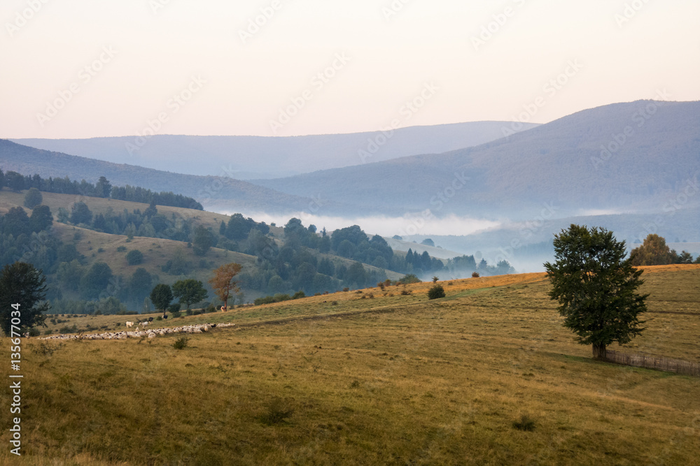 Romanian mountain landscape with fog and trees
