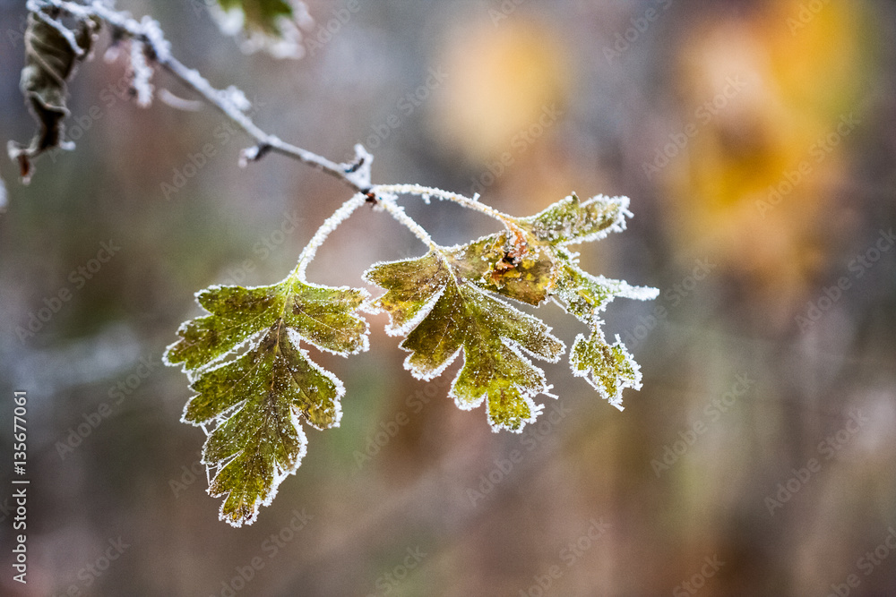 Frozen plants and leaves with details at the end of autumn
