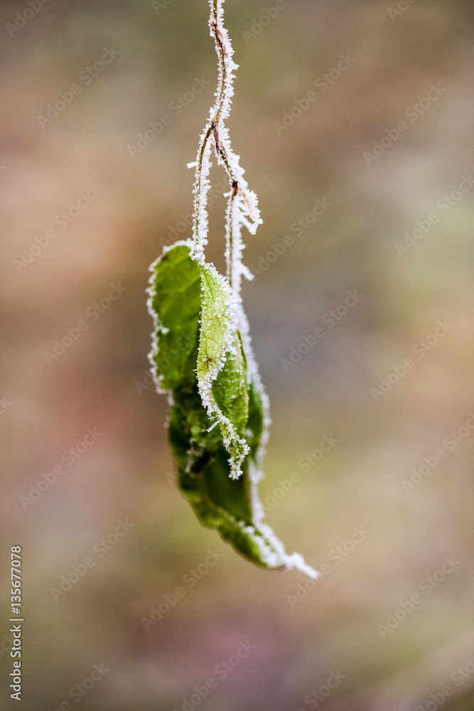 Frozen plants and leaves with details at the end of autumn
Frozen plants and leaves with details at the end of autumn