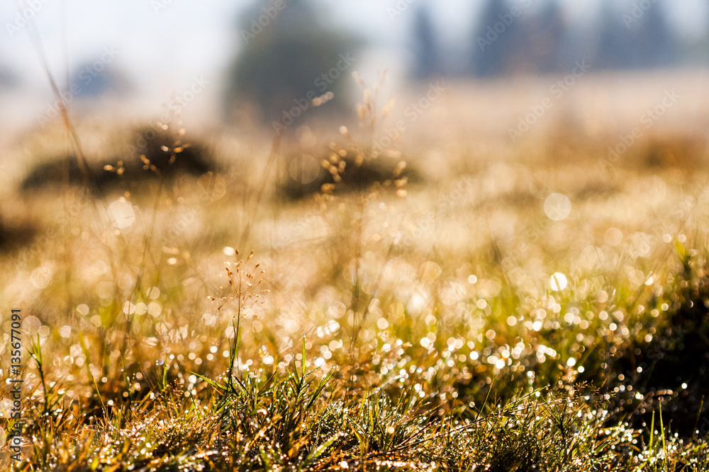 Plants and vegetation in the morning light with beautiful bokeh
Plants and vegetation in the morning light with beautiful bokeh